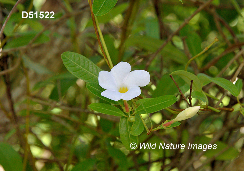 Rhabdadenia biflora mangrove vine Apocynaceae